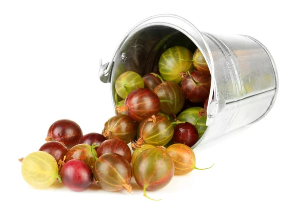 Fresh gooseberries in bucket isolated on white — Stock Photo, Image