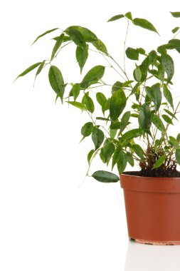 Ficus benjamin üzerine beyaz izole saksının içinde