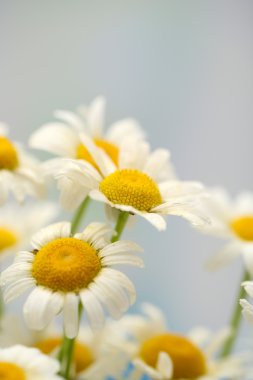 güzel vahşi camomiles, açık havada