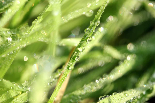 Vackra gröna gräset med dew, närbild — Stockfoto