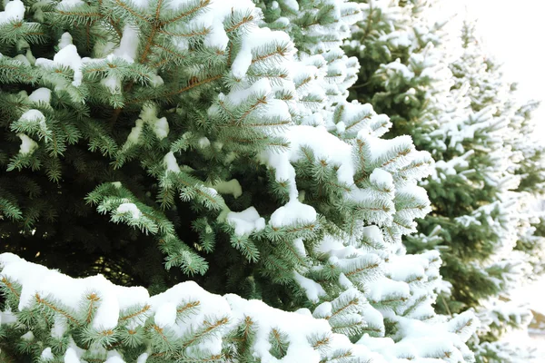 Świerk z świeżego śniegu na zewnątrz — Zdjęcie stockowe