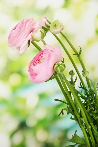 Ranunculus (persiska smörblommor), på grön bakgrund — Stockfoto