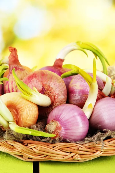 Sprouting onions in basket on nature background — Stock Photo, Image