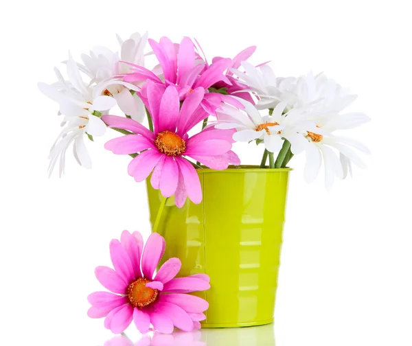 Beautiful daisies in colorful bucket isolated on white — Stock Photo, Image
