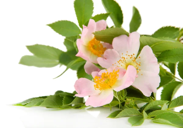 Fleurs de rose des hanches, isolées sur blanc — Photo