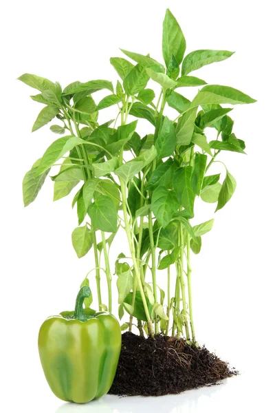 Pepper seedlings isolated on white — Stock Photo, Image