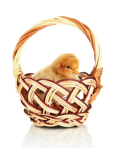 Malé kuře v proutěném koši izolované na bílém — Stock fotografie