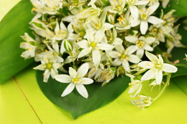 Beautiful mountain daffodils in color vase, on color wooden background — Stock Photo, Image