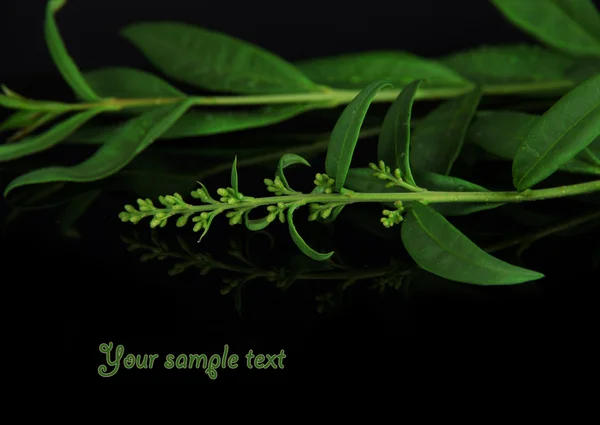 Green leaf on black background — Stock Photo, Image