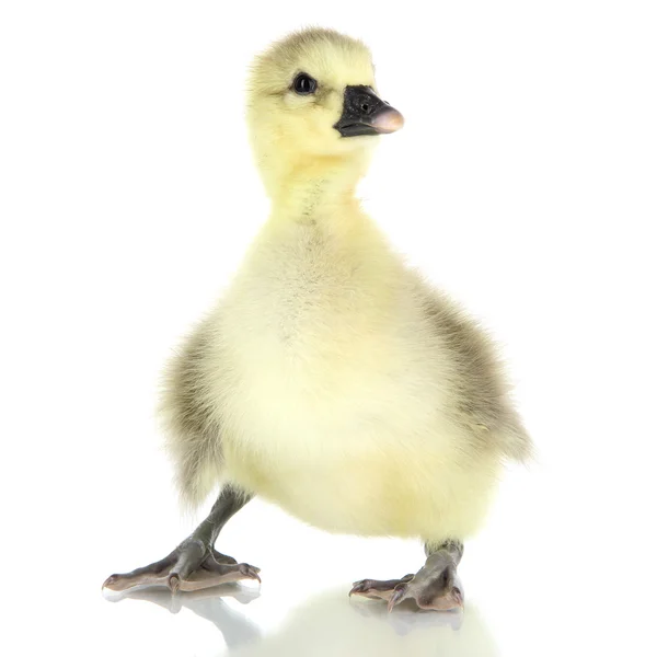 Kleine eendje geïsoleerd op wit — Stockfoto