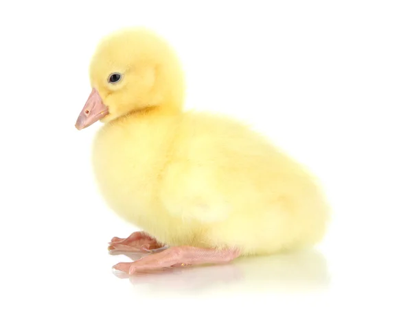 Little duckling isolated on white — Stock Photo, Image