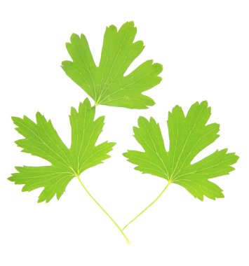 yeşil yapraklar beyaz üzerinde izole