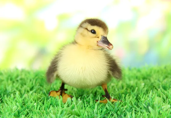 Roztomilý kachňátko na zelené trávě, na světlé pozadí — Stock fotografie