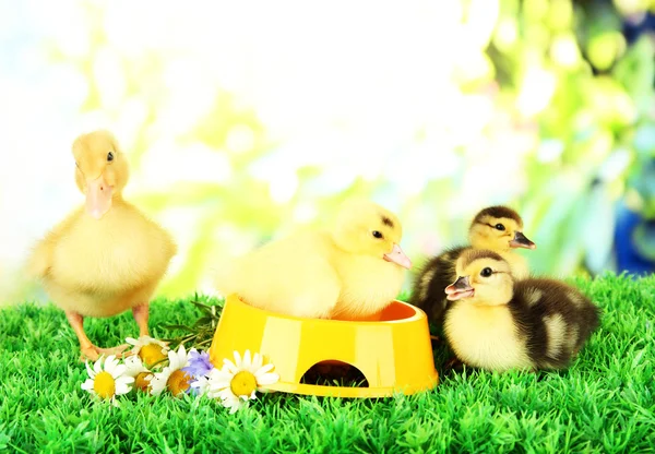 Cute ducklings with drinking bowl on green grass, on bright background — Stock Photo, Image