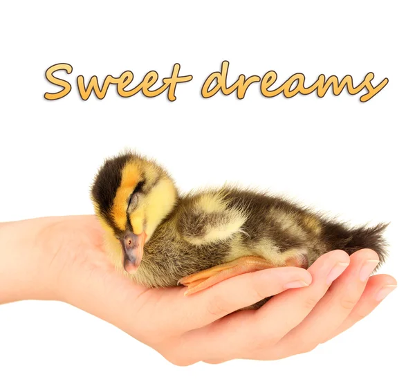 Sleeping cute duckling in hand isolated on white — Stock Photo, Image