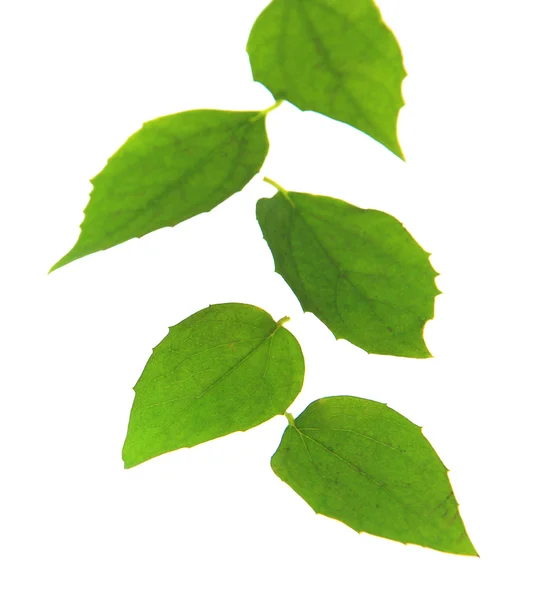Zöld levelek elszigetelt fehér — Stock Fotó