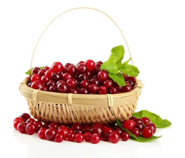 Ripe red cranberries in basket, isolated on whit — Stock Photo, Image