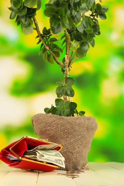 用自然背景上的木桌上的钱钱树 — 图库照片