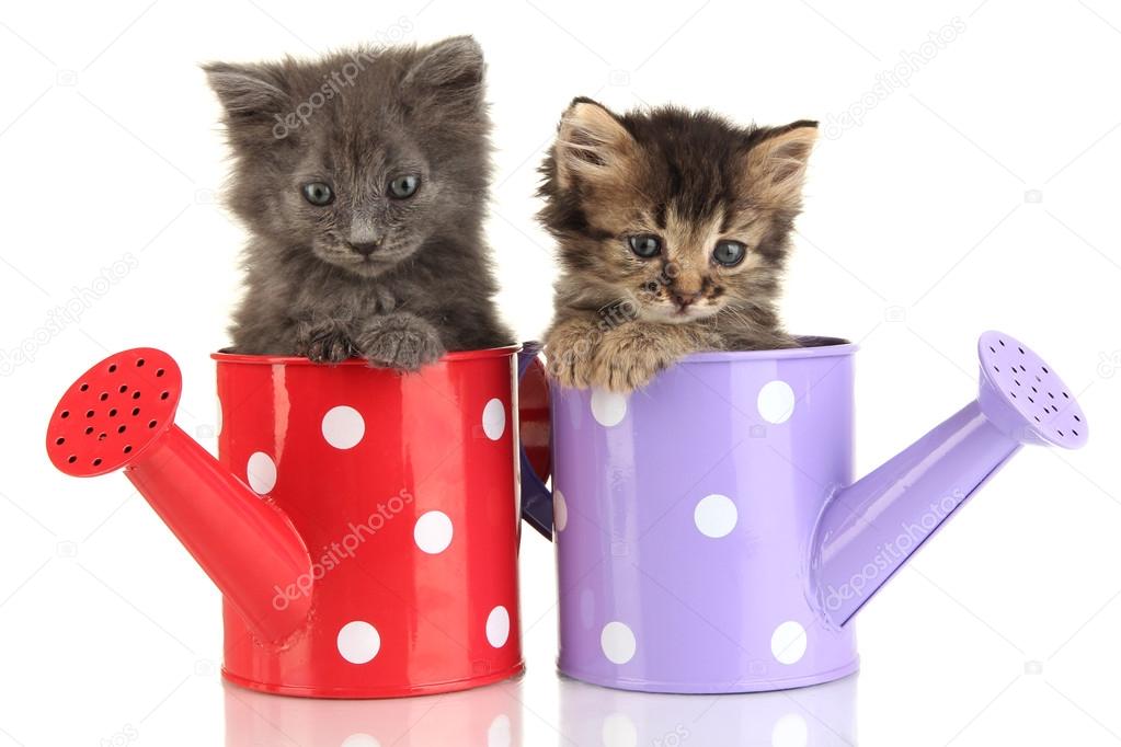 Small kittens sitting in watering can isolated on white
