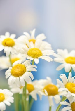 güzel vahşi camomiles, açık havada