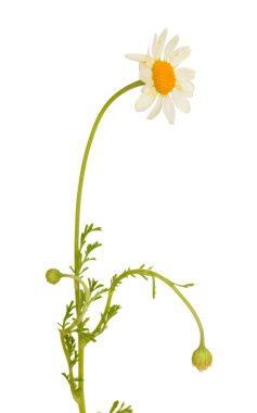 beyaz izole küçük papatya