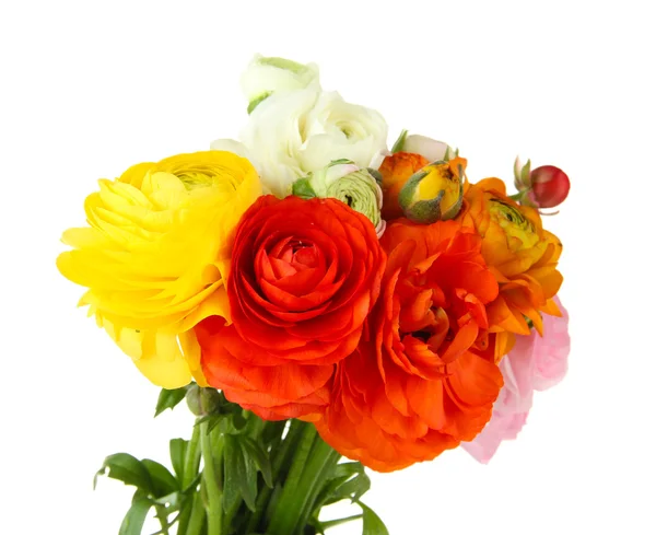 Ranunculus (Perzisch boterbloemen), geïsoleerd op wit — Stockfoto