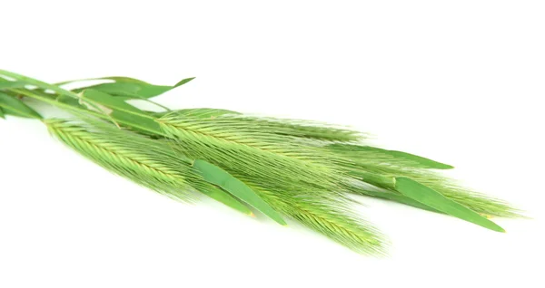 Green spikelets, isolated on white — Stockfoto