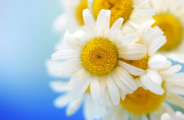 Beautiful wild camomiles, on blue background — Stock Photo, Image