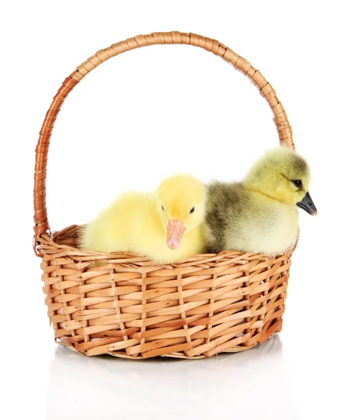 Little ducklings in wicker basket isolated on white — Stock Photo, Image