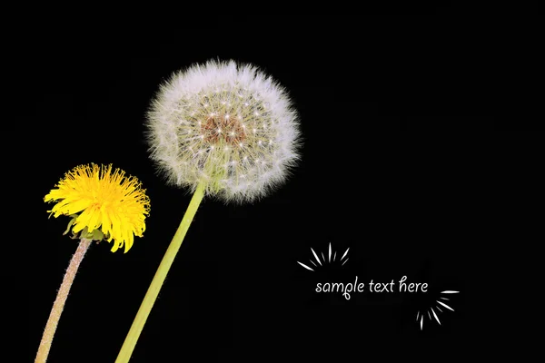 Dandelions on black background — Stock Photo, Image