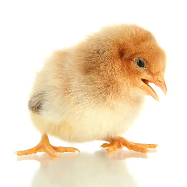 Kis csirke elszigetelt fehér — Stock Fotó