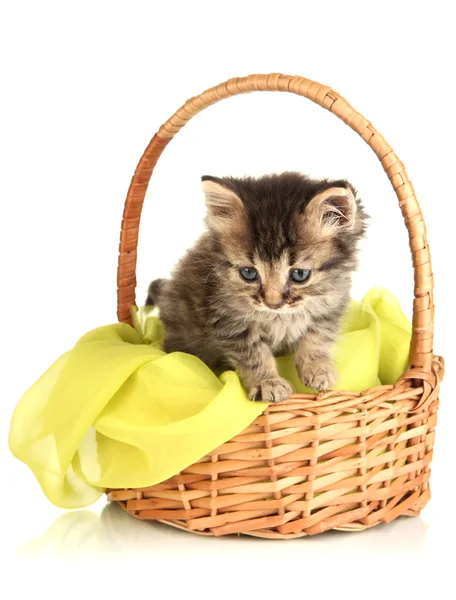 Small kitten in basket isolated on white — Stock Photo, Image