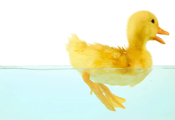 Floating cute duckling isolated on white — Stock Photo, Image