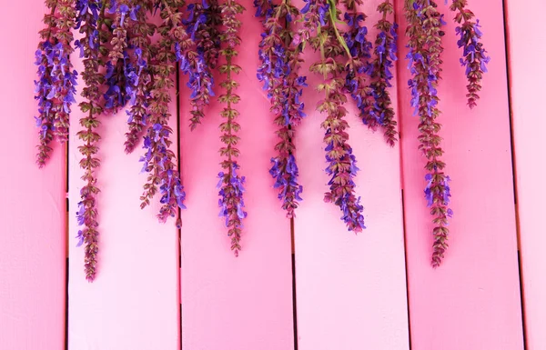 Salvia-Blüten auf rosa Holzgrund — Stockfoto