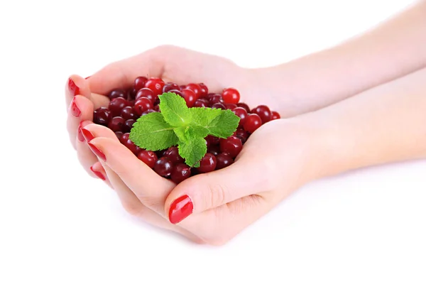 Mãos de mulher segurando cranberries vermelhas maduras, isolado no whit — Fotografia de Stock