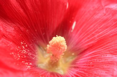 ebegümeci çiçeği pembe, yakın çekim