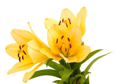 güzel turuncu lilyum, beyaz izole