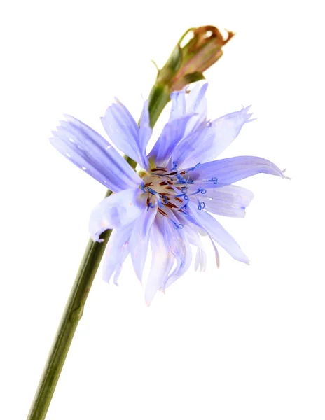 Beyaz izole hindiba çiçek — Stok fotoğraf