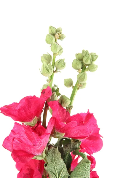 Pink mallow flowers, isolated on white — Stock Photo, Image