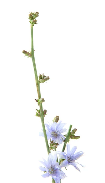 Flores de achicoria, aisladas sobre blanco —  Fotos de Stock