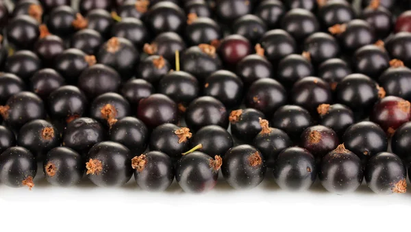 Fresh black currant isolated on white — Stock Photo, Image