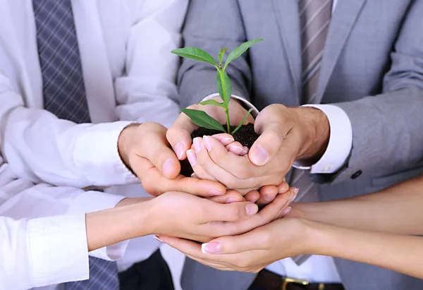 Equipe de negócios mantendo juntos broto verde fresco closeup — Fotografia de Stock