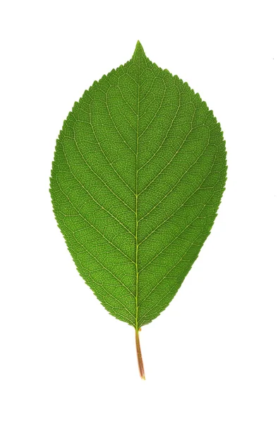Piękny, zielony liść na białym tle — Zdjęcie stockowe