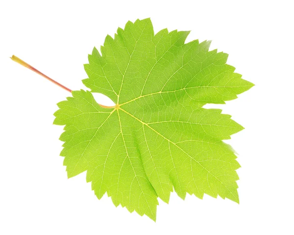 Schöne grüne Blatt isoliert auf weiß — Stockfoto