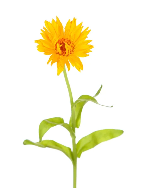 Calendula bloem geïsoleerd op wit — Stockfoto