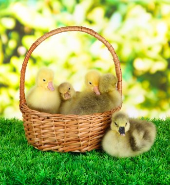 hasır sepet parlak arka plan üzerinde çim üzerinde küçük ördek yavrusu