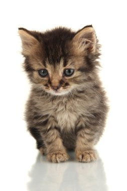 küçük kedi üzerinde beyaz izole