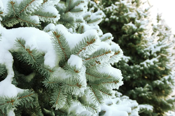 Spruce trädet med nysnö utanför — Stockfoto