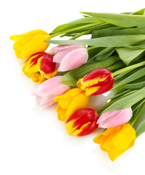 Mooie tulpen in emmer geïsoleerd op wit — Stockfoto