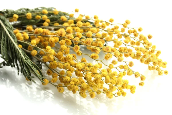 Ramoscelli di fiori di mimosa, isolati su bianco — Foto Stock